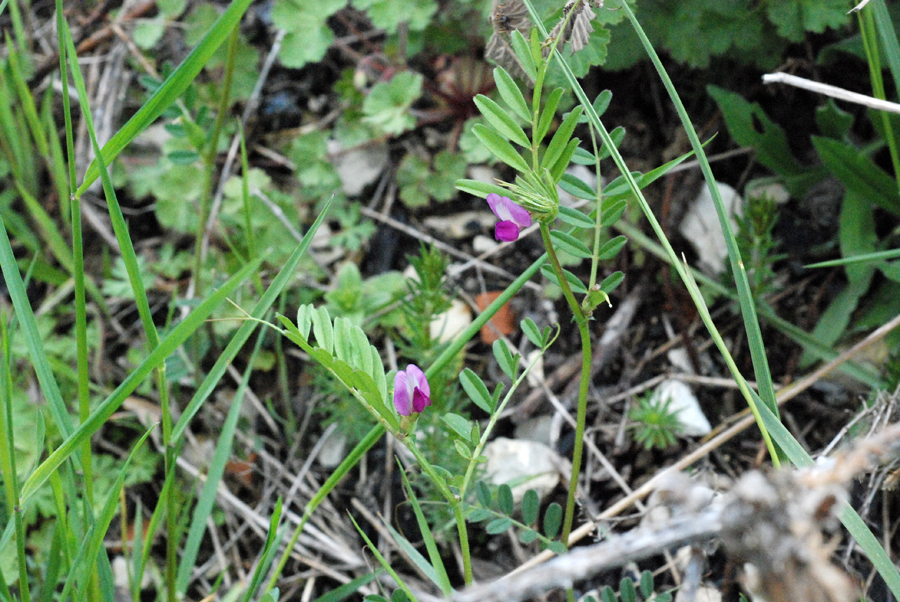 Vicia angustifolia segetalis